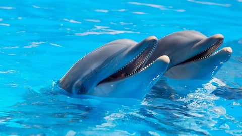 Soñando con delfines; ¿Qué interpretaciones?