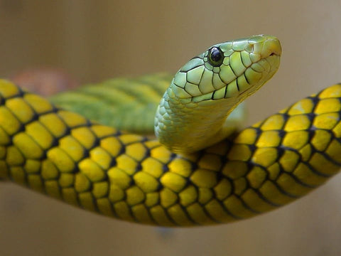 Soñar con serpiente verde: Qué significados