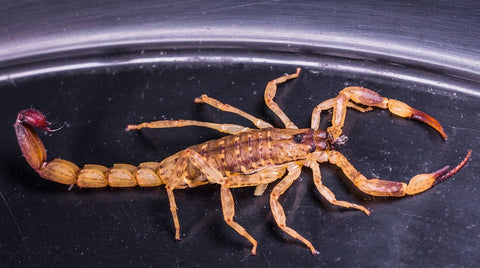 Soñar con escorpión: ¿Qué significados?