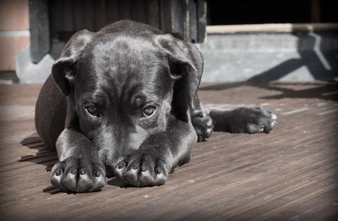 Dreaming of a Dog: What Meanings?