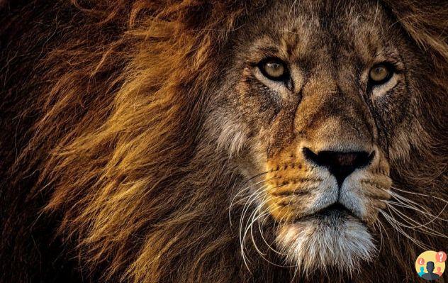 Sognare un leone: quali significati?