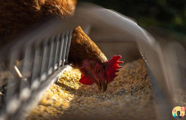 Soñar con Pollo: ¿Qué Significados?