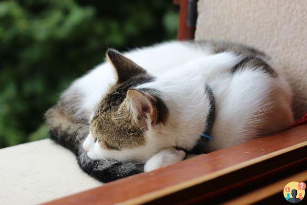 My cat snores when he sleeps: The causes and their solutions