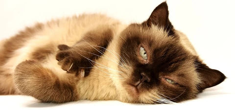 My cat snores when he sleeps: The causes and their solutions