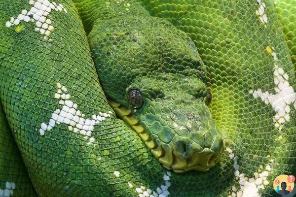 Dream of several snakes: What meanings?