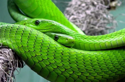 Dream of several snakes: What meanings?