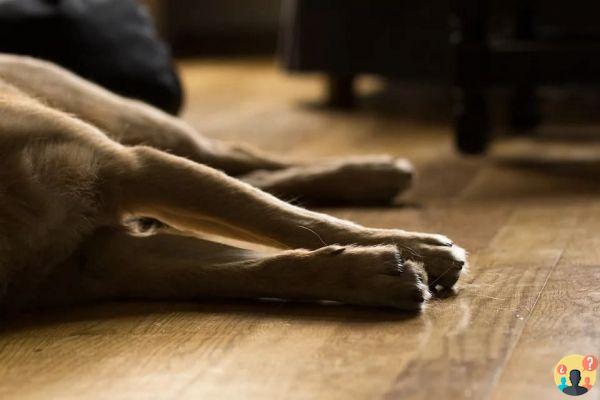 Sognare il tuo cane morto: quali significati?