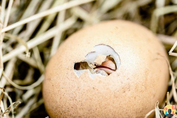 Sognare un uovo: quali significati?