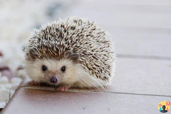 Dreaming of a hedgehog: What meanings?