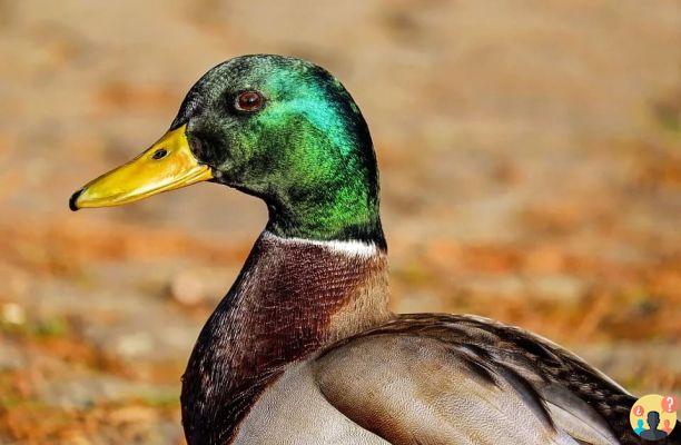 Duck Dream: What Meaning?