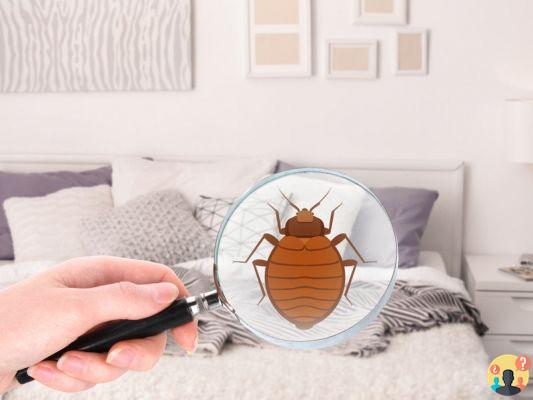 How to detect a bed bug?