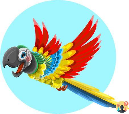Sonho de papagaio: Que significados?