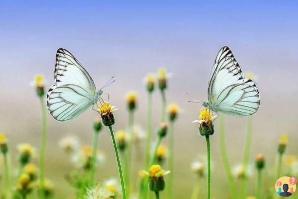 Dreaming of butterfly: What meanings?