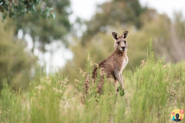 Dreaming of Kangaroo: What Meanings?