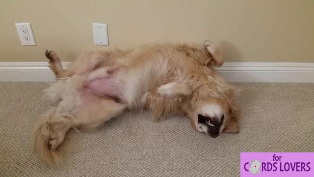 Dog sleeping on its back: What are the reasons?