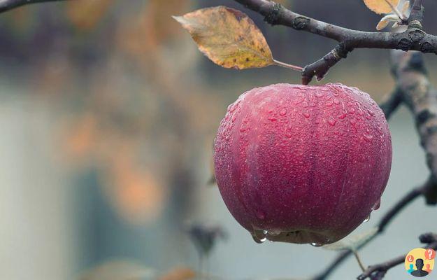 Dreaming of apple: What meanings?