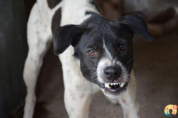 Soñar con perro agresivo: ¿Qué significados?