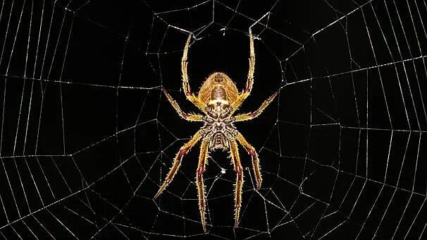 Soñar con araña: ¿Qué significados?