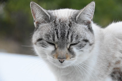 Il mio gatto dorme tra le mie gambe: significati