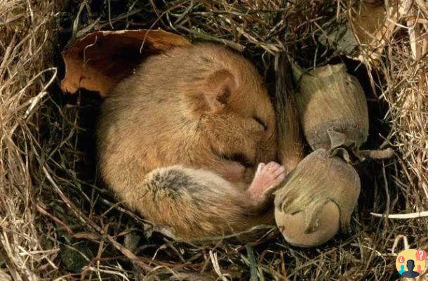 Sleep like a dormouse: Meaning