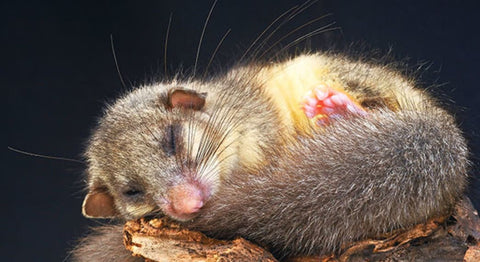 Sleep like a dormouse: Meaning