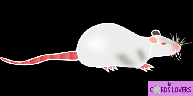 Soñar con ratón blanco: ¿Qué significados?