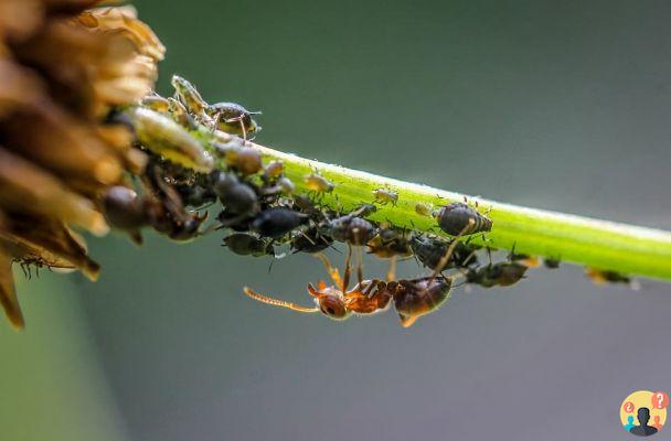 Dreaming of lice: What meanings?