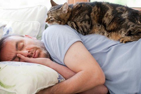 Sleeping with your cat: Pros and cons
