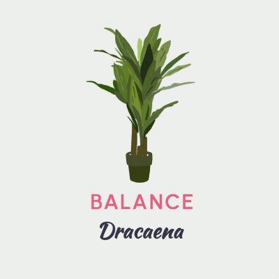 Which Plant Should You Have Based on Your Zodiac Sign?