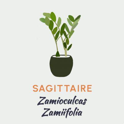 Qual planta você deve ter com base no seu signo do zodíaco?