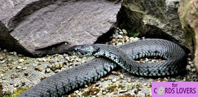 Soñar con serpiente: ¿Qué significados?