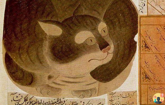 Dreaming of cat Islam: What meanings?