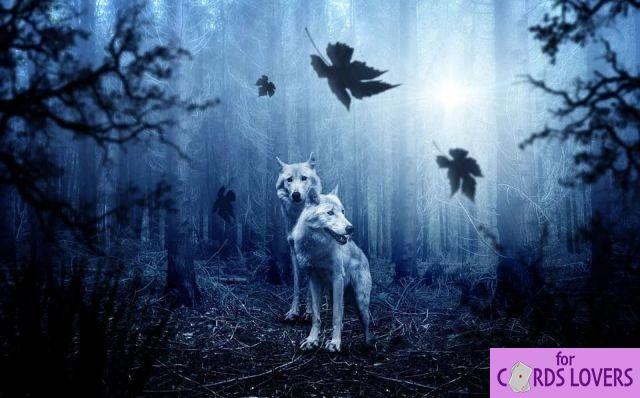 Dreaming of a wolf: What meanings?