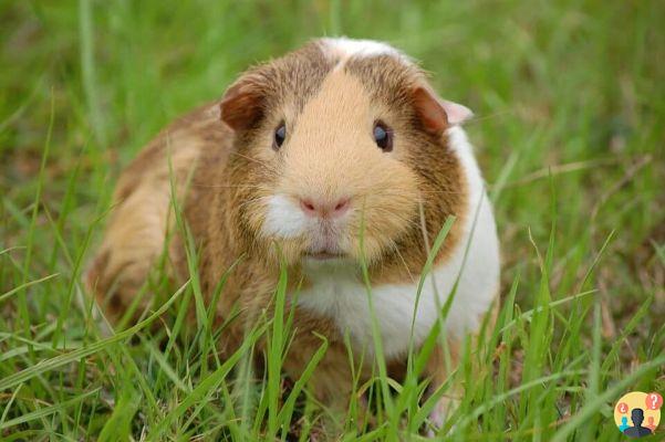 Guinea Pig Dream: What Meanings?