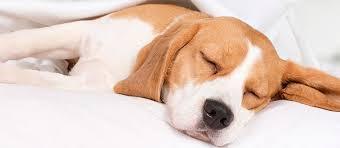 Como colocar um cachorro para dormir?