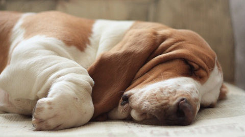 Como colocar um cachorro para dormir?