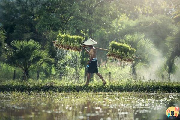 Dreaming of rice: What meanings?