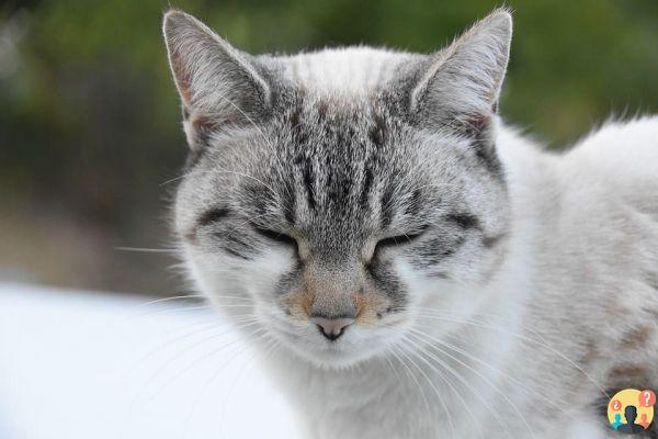 Gato durmiendo con los ojos abiertos: ¿Qué lo provoca y es peligroso?