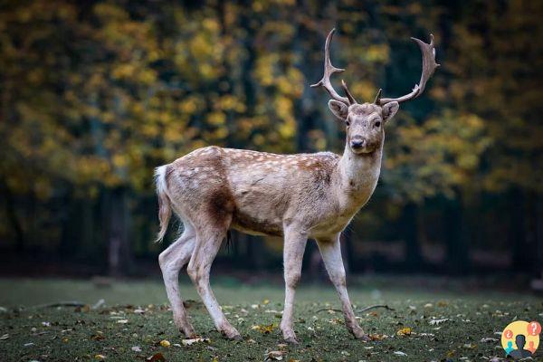 Sognare un cervo: quali significati?