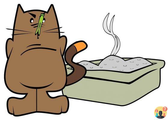 Cat sleeping in its litter: Understand and act