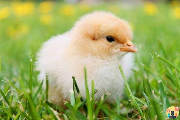 Soñar con un pollito: ¿Qué significados?