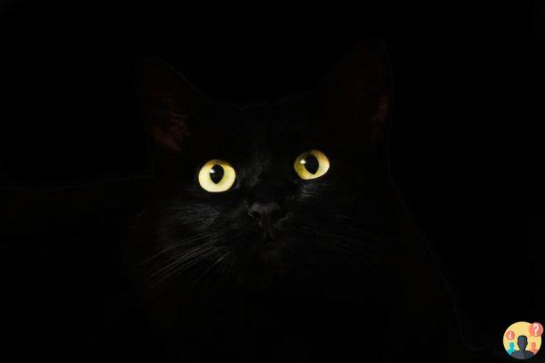 Sonhar com gato preto: que significados?