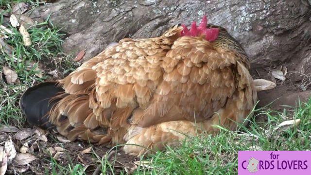 How do chickens sleep?