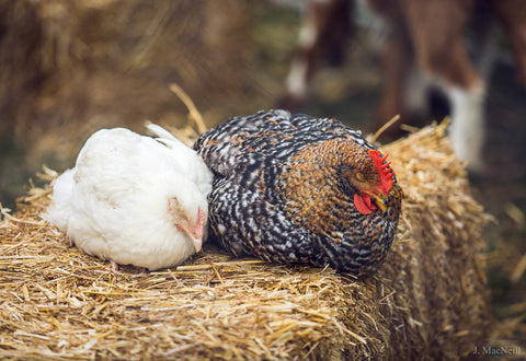 ¿Cómo duermen las gallinas?