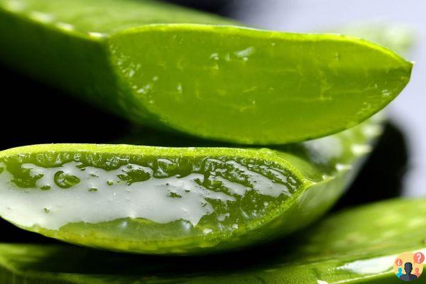 Dormir con aloe vera en la cara: buena o mala idea