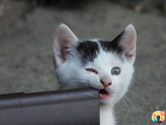 Soñar con ser mordido por un gato: ¿Qué significados?