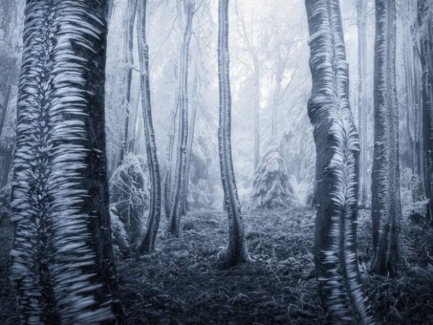 10 florestas mágicas em fotos