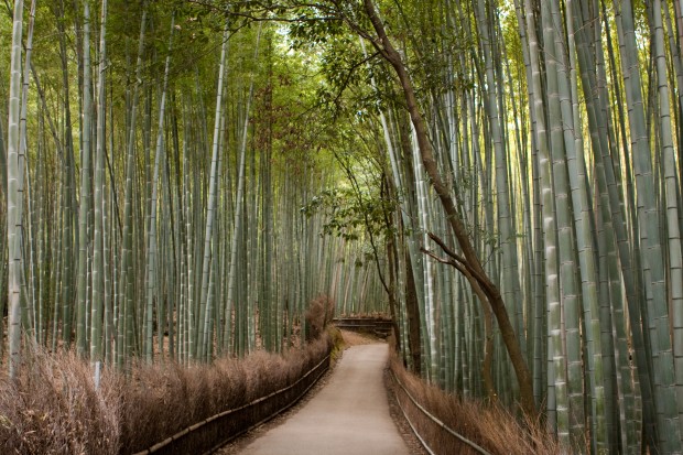 10 bosques mágicos en fotos