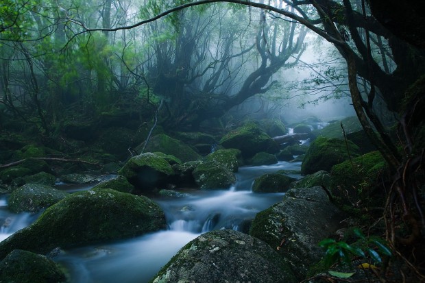 10 magical forests in photos