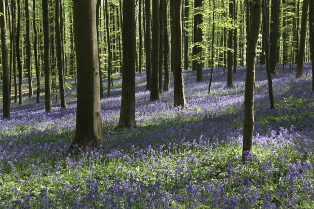 10 bosques mágicos en fotos